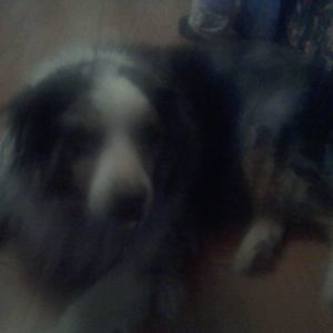 Meet your Posher, Albert